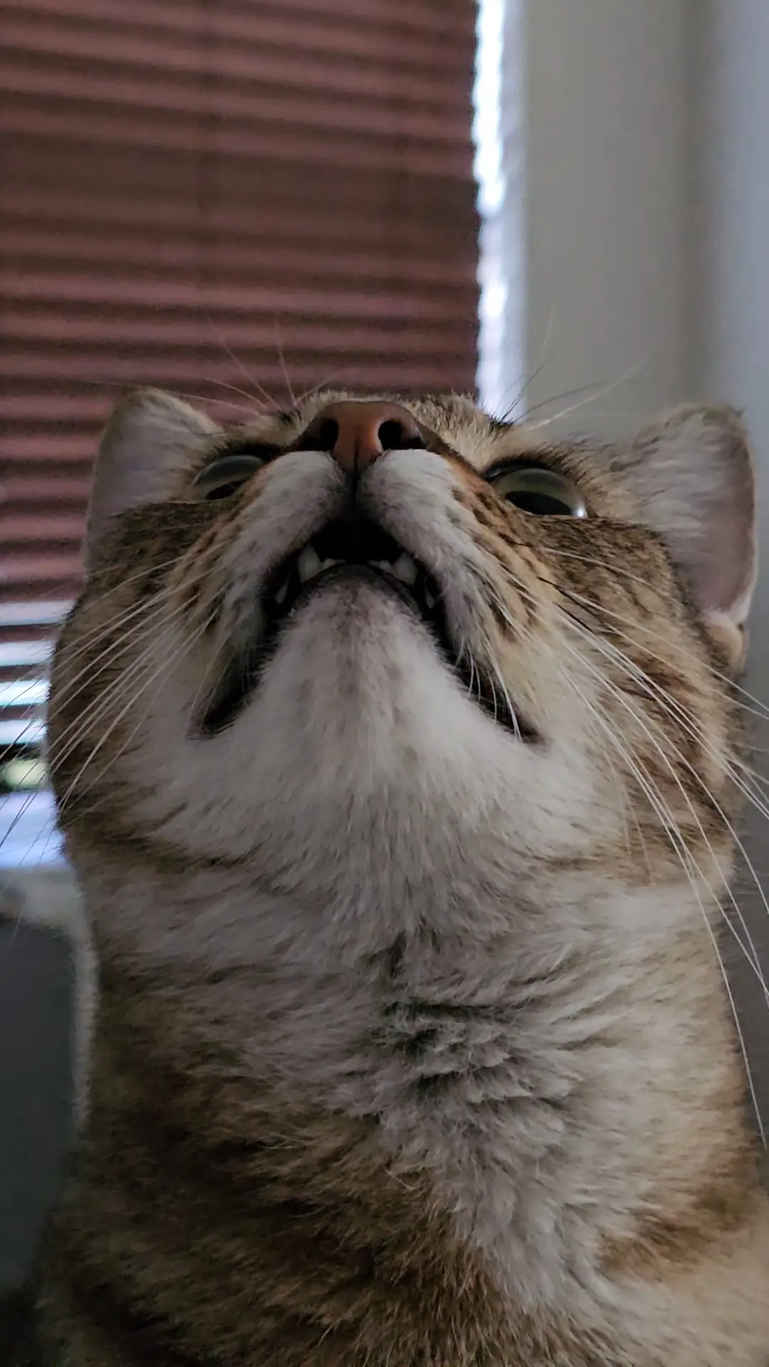 A cat named Bob.
