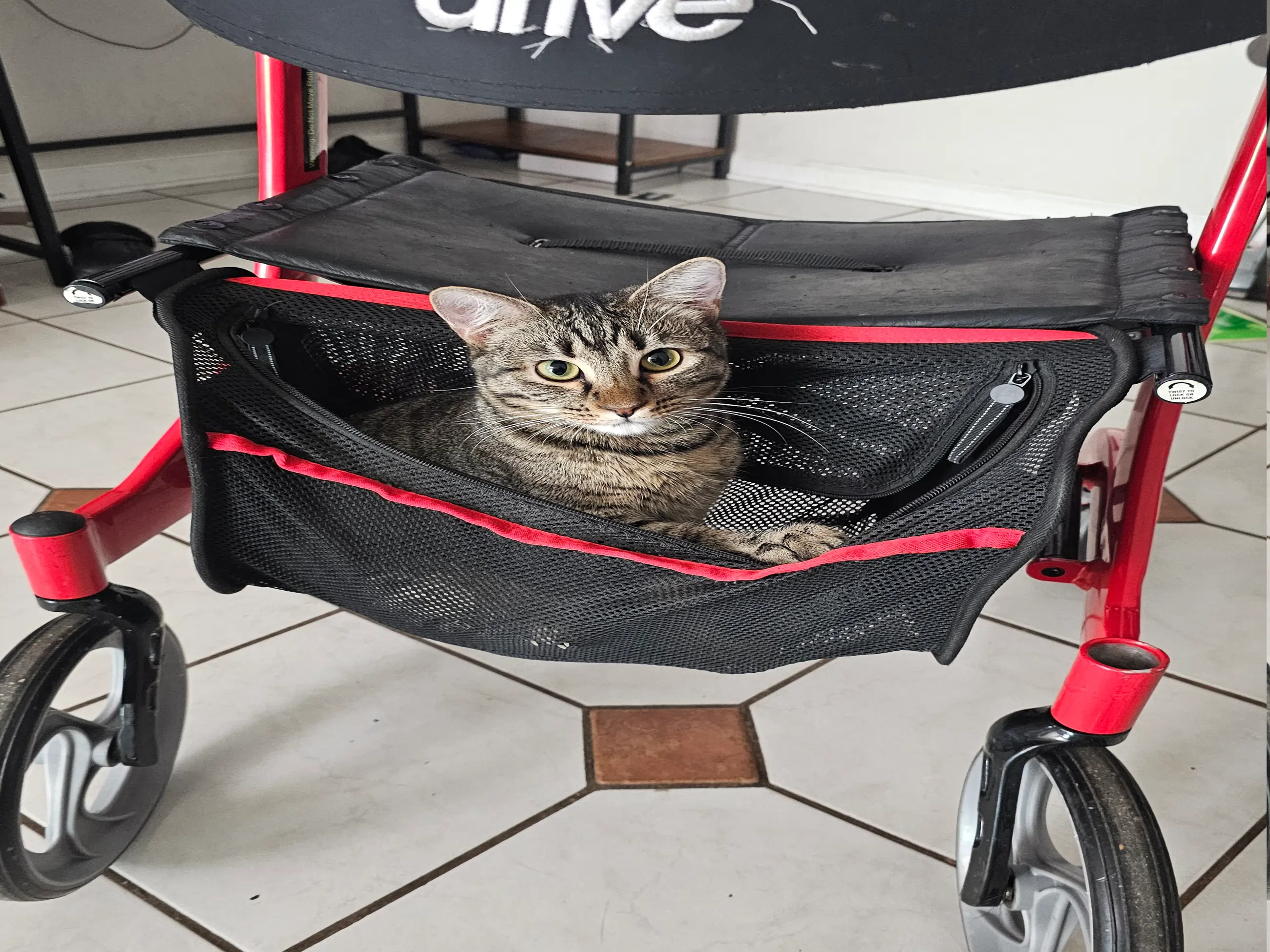 A cat named Tiny.